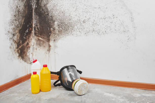 Best Attic Mold Removal  in Arcola, TX