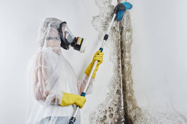 Best Fast Mold Removal  in Arcola, TX