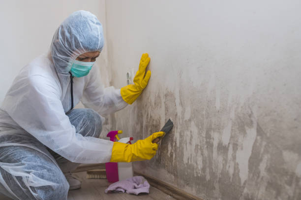 Best Commercial Mold Removal  in Arcola, TX