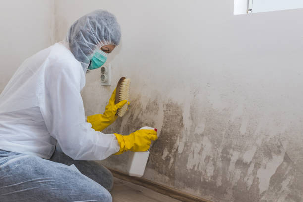 Best Emergency Mold Removal  in Arcola, TX