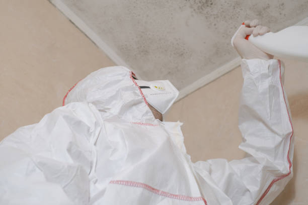 Best Local Mold Removal Service  in Arcola, TX