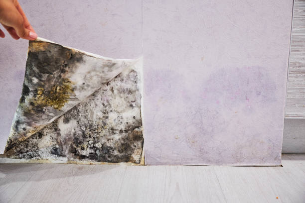 Best Mold Remediation Services  in Arcola, TX